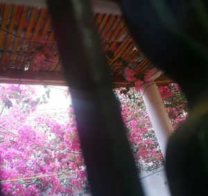 Low angle view of flower trees in temple