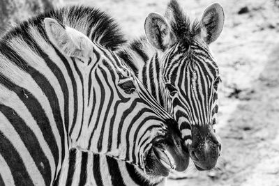 Close up of a loving scene a mother zebras with their calf, black and white image