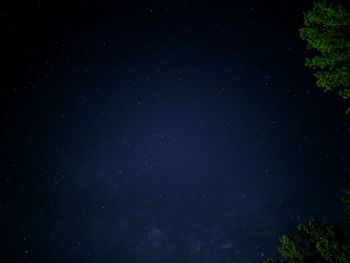 Low angle view of trees against star field at night