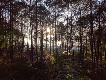 View of a dog in the forest