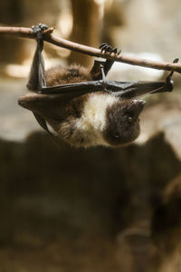 Close-up of bat hanging from branch