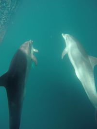 Jellyfish swimming in water