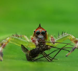Close-up of spider on leaf
