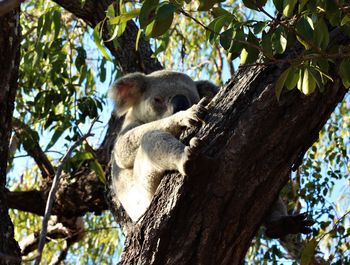 Wild koala sitting in a tree