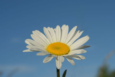 Close-up of white flower against clear blue sky