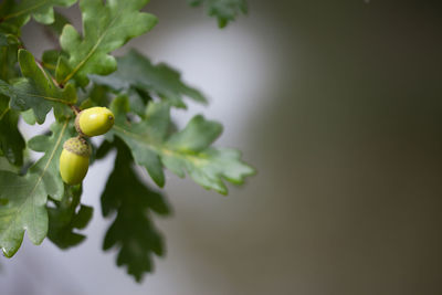 Close-up of fruit growing on tree