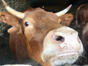 Close-up portrait of cow