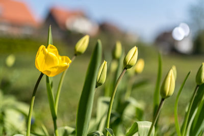 Close-up of yellow flowering plant on field