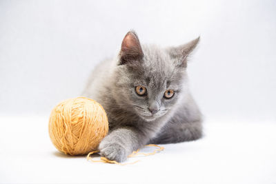 Close-up of a cat over white background