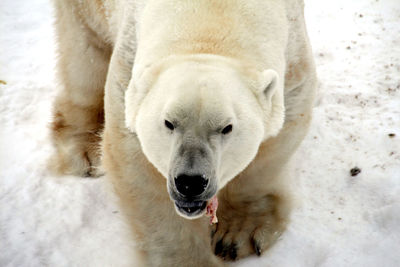 Close-up of polar bear on snowy field