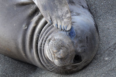Close-up of seal on sand