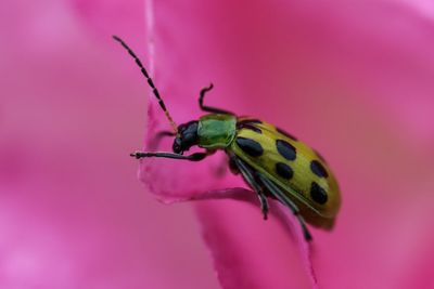 Close-up of insect on pink flower