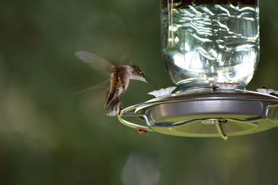 Close-up of bird flying