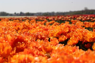 Close-up of orange flowering plants on field