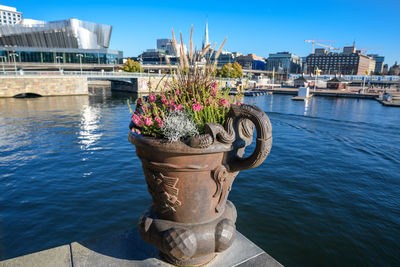 Potted plants by river against buildings