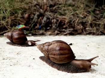 Close-up of snail on rock