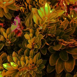 Close-up of yellow flowering plant