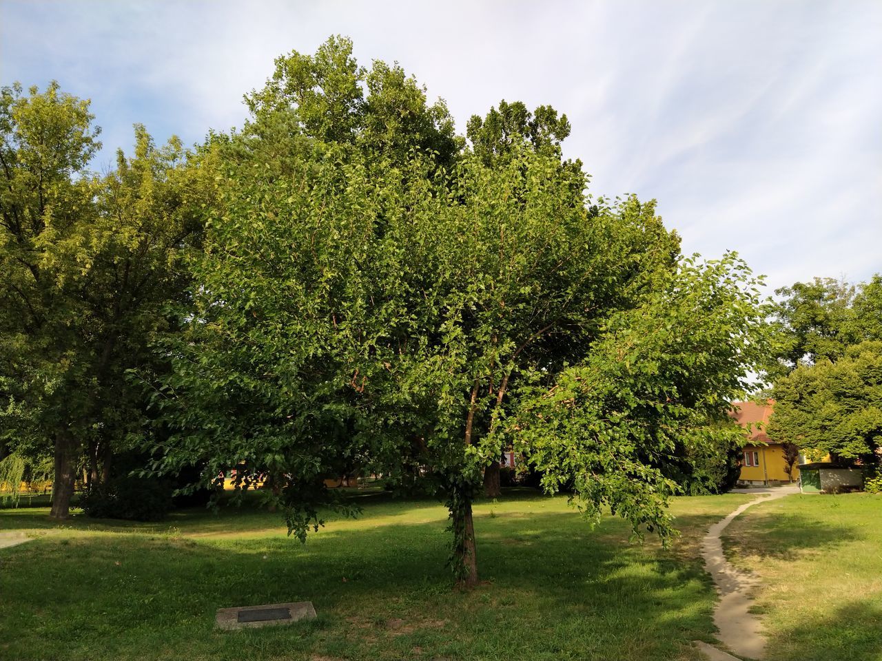 TREES GROWING IN PARK