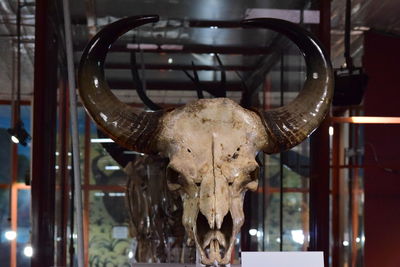 Close-up of animal skull