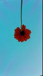 Close-up of red flowers against clear blue sky