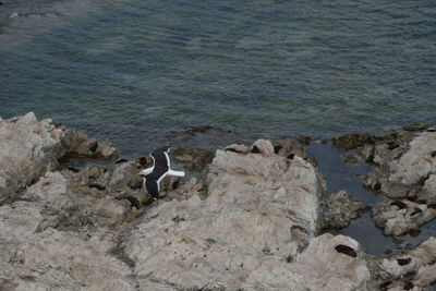 High angle view of bird on rock by sea