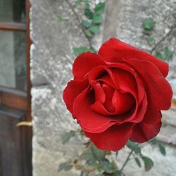 Close-up of red rose