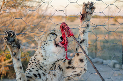Close-up of cheetah feeding through metal fence in namibia