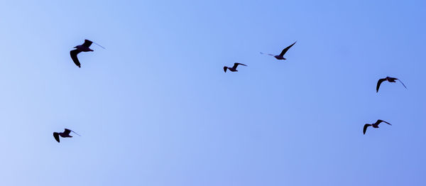 Low angle view of birds flying in the sky