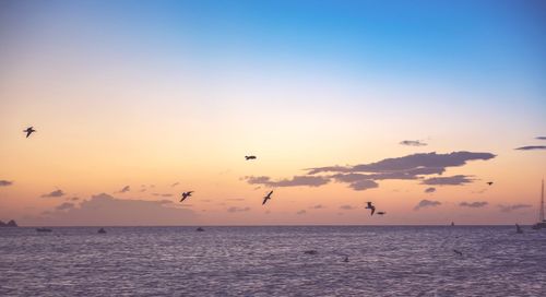 Silhouette birds flying over sea against sky during sunset