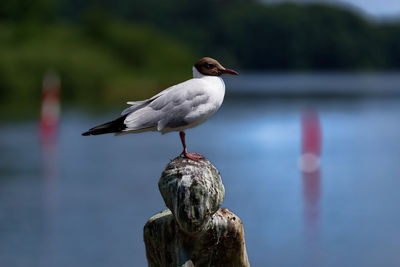 Close-up of seagull perching on wooden post