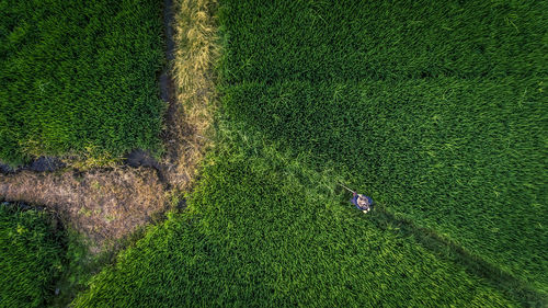 High angle view of crops on field