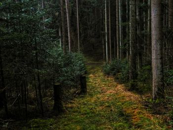 Trees in forest