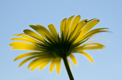 Close-up of yellow flower against white background