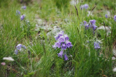 Close-up of purple crocus flowers on field