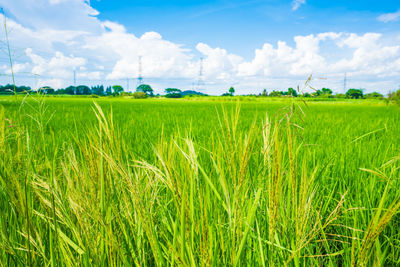 Scenic view of agricultural field against sky