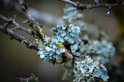 Close-up of cherry blossoms growing on branch