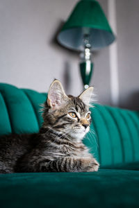 Cat relaxing on sofa at home