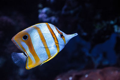 Close-up of fish swimming in sea