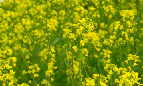 Yellow flowering plants on field
