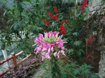 Close-up of pink flowers blooming outdoors