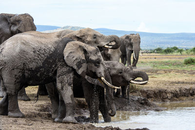 Elephant family drinking water from lake against sky
