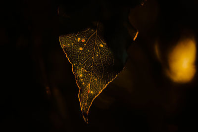 Close-up of illuminated autumn leaves at night