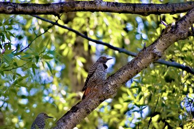 Northern flicker