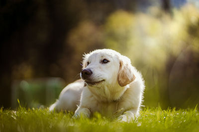 Dog relaxing on field