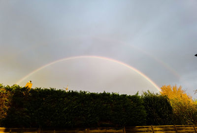 Rainbow over trees against sky