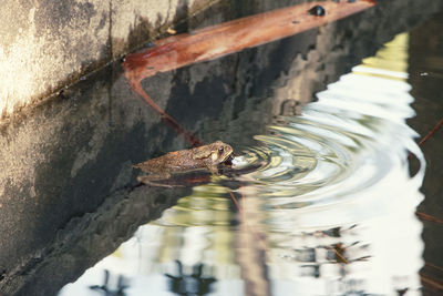 Close-up of turtle in water