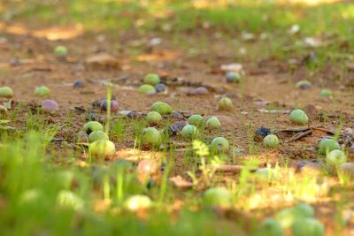Close-up of plants growing on field