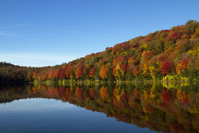 Scenic view of lake by trees during autumn