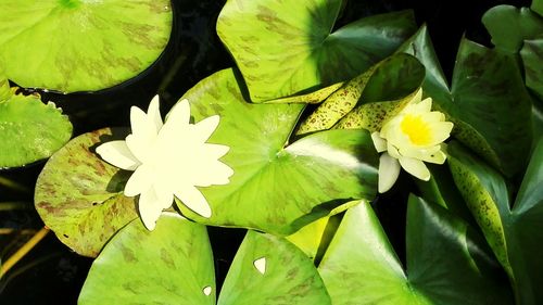 Close-up of lotus water lily