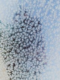 High angle view of dead tree in snow